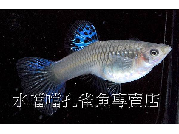 水噹噹孔雀魚專賣店005