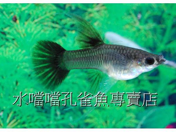 水噹噹孔雀魚專賣店006