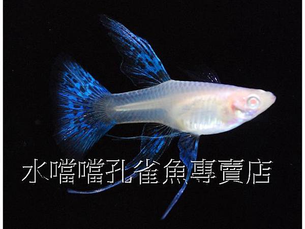 水噹噹孔雀魚專賣店005