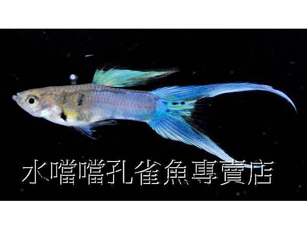 水噹噹孔雀魚專賣店001