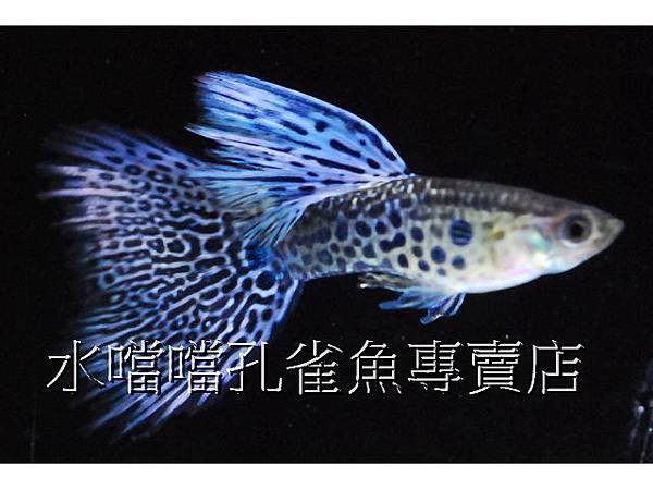 水噹噹孔雀魚專賣店004