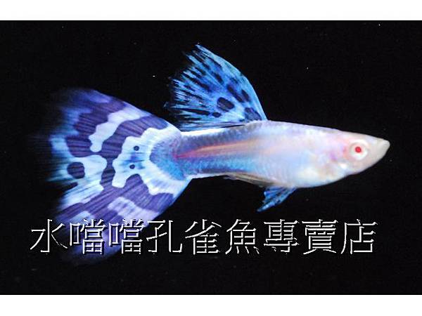 水噹噹孔雀魚專賣店001