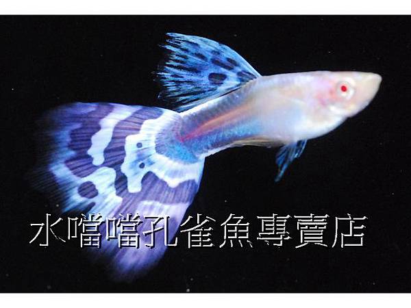 水噹噹孔雀魚專賣店003