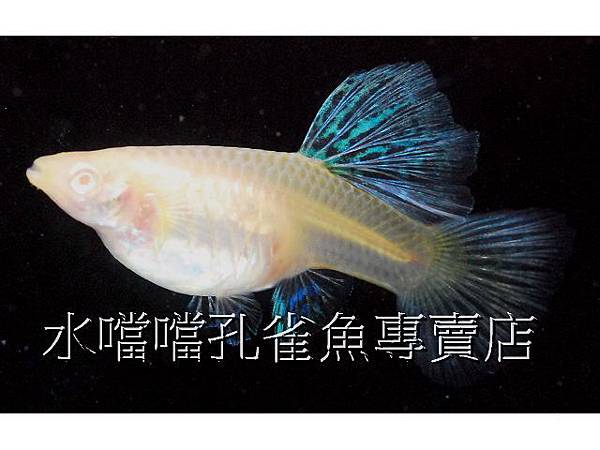 水噹噹孔雀魚專賣店008