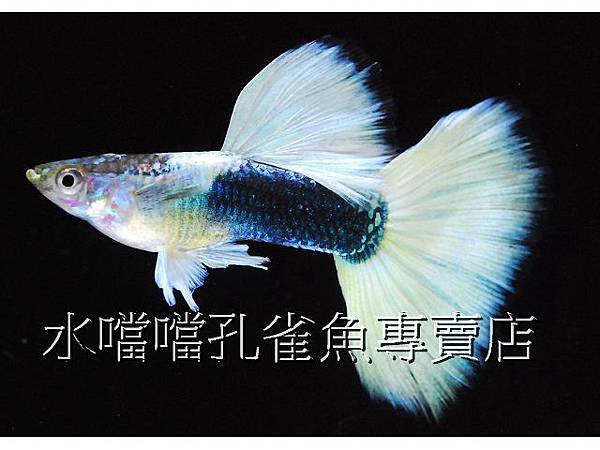 水噹噹孔雀魚專賣店004