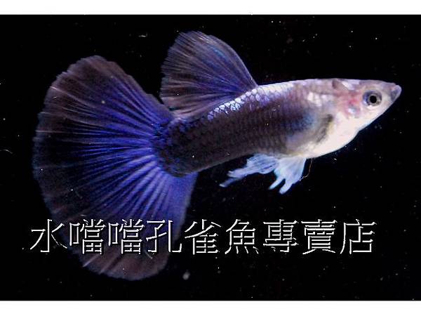 水噹噹孔雀魚專賣店003