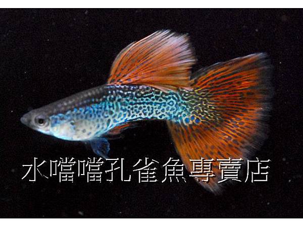 水噹噹孔雀魚專賣店001