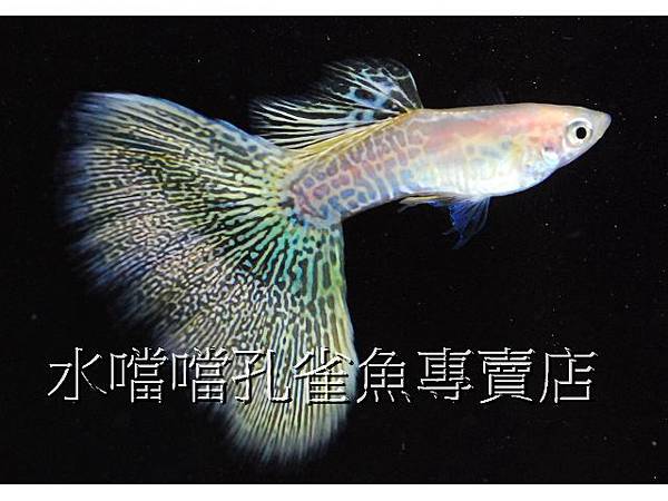 水噹噹孔雀魚專賣店001