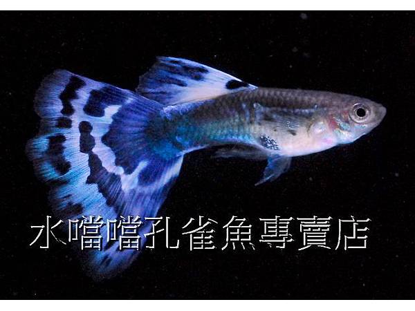 水噹噹孔雀魚專賣店005