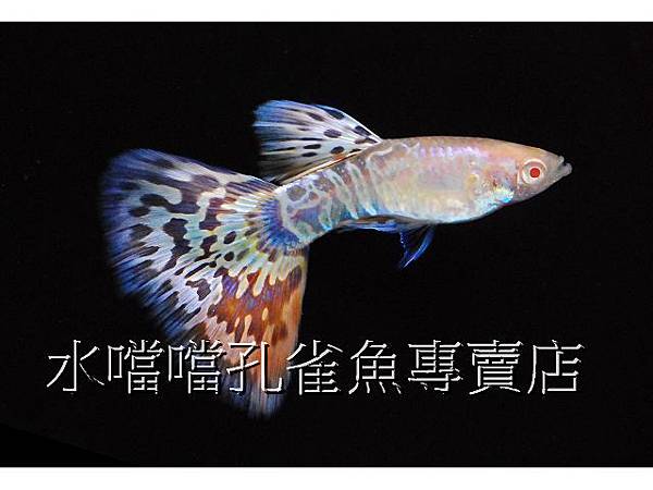 水噹噹孔雀魚專賣店003