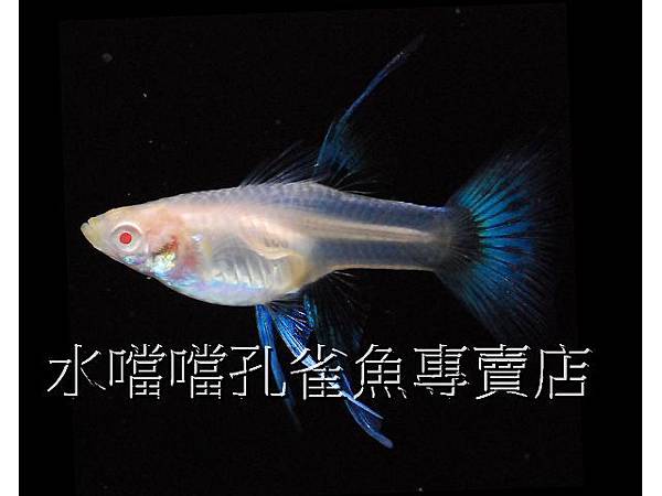 水噹噹孔雀魚專賣店006