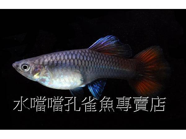 水噹噹孔雀魚專賣店005