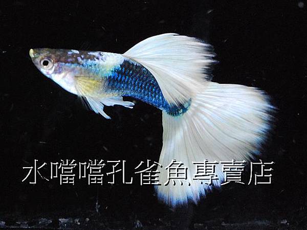 水噹噹孔雀魚專賣店004