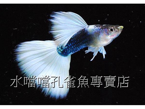 水噹噹孔雀魚專賣店002