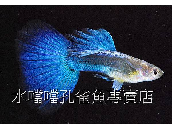 水噹噹孔雀魚專賣店003