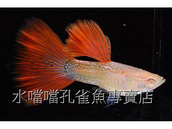 水噹噹孔雀魚專賣店002