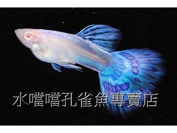 水噹噹孔雀魚專賣店002