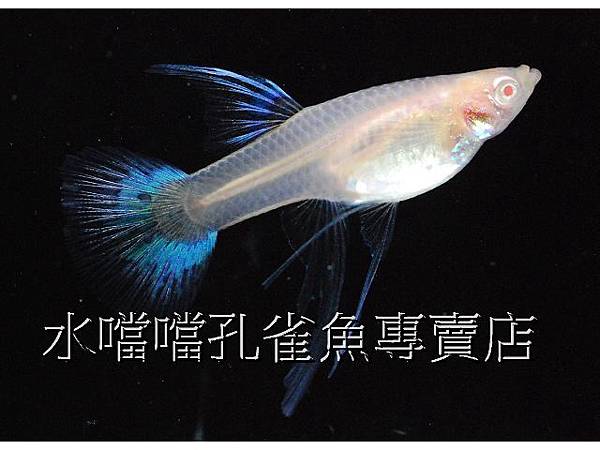 水噹噹孔雀魚專賣店005