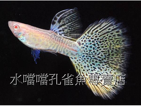 水噹噹孔雀魚專賣店005