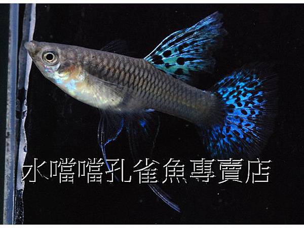 水噹噹孔雀魚專賣店006