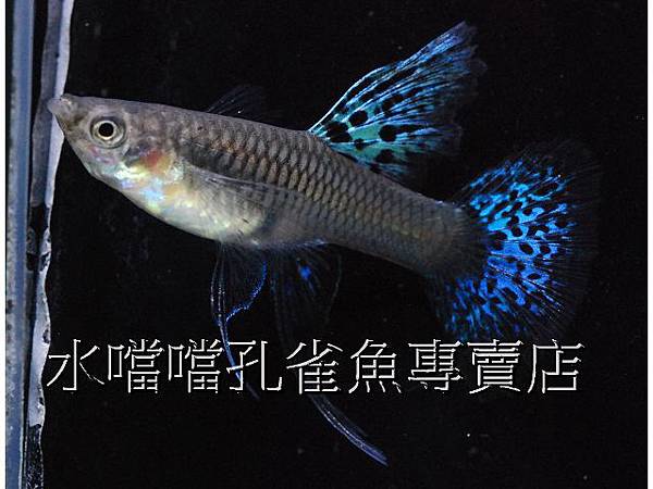 水噹噹孔雀魚專賣店005