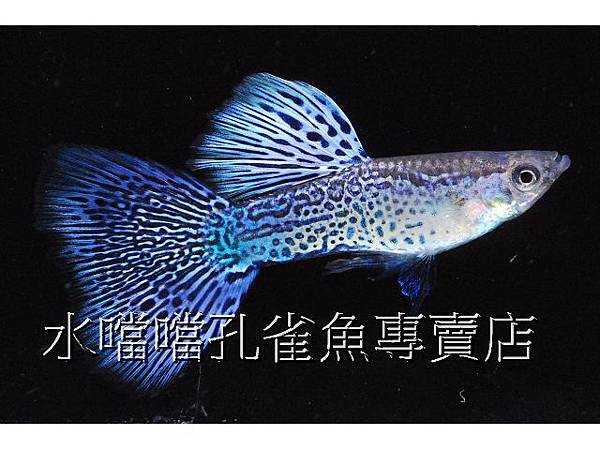 水噹噹孔雀魚專賣店005