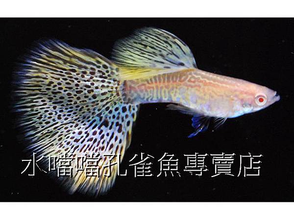 水噹噹孔雀魚專賣店005