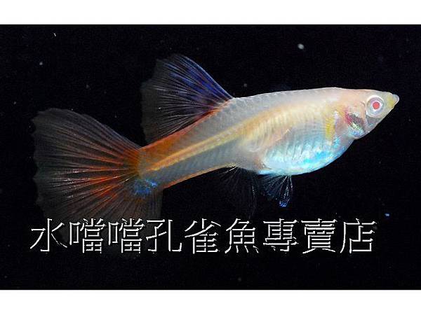 水噹噹孔雀魚專賣店005