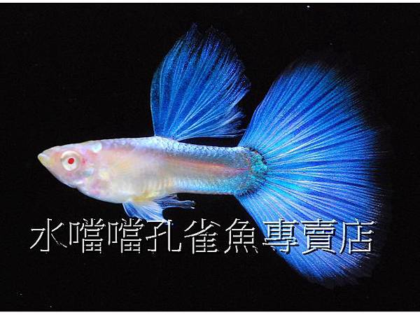 水噹噹孔雀魚專賣店001