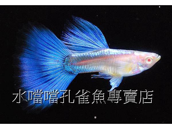 水噹噹孔雀魚專賣店004