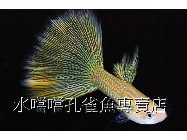 水噹噹孔雀魚專賣店004