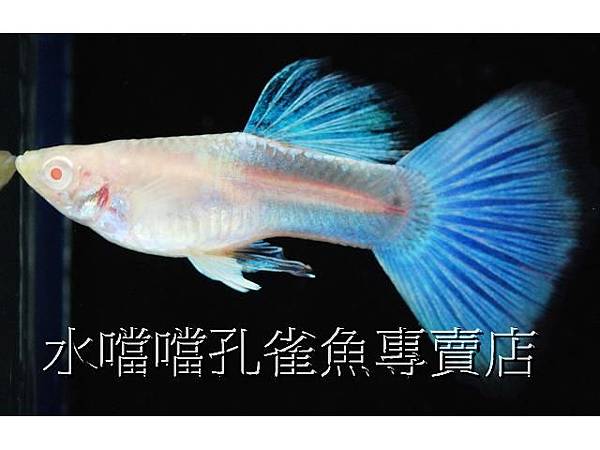 水噹噹孔雀魚專賣店003