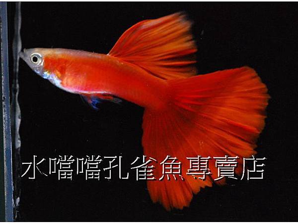 水噹噹孔雀魚專賣店001 水噹噹孔雀魚專賣店001