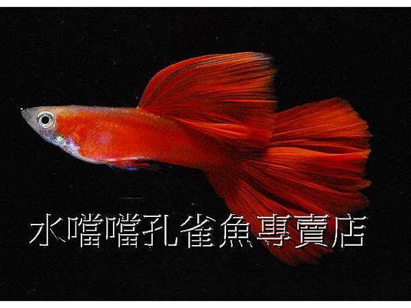 水噹噹孔雀魚專賣店005 水噹噹孔雀魚專賣店005