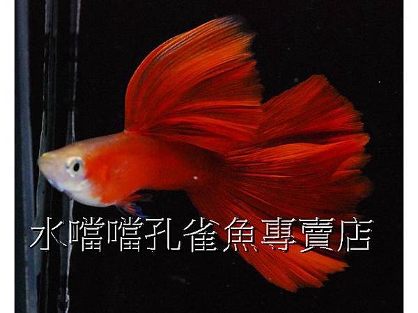 水噹噹孔雀魚專賣店006