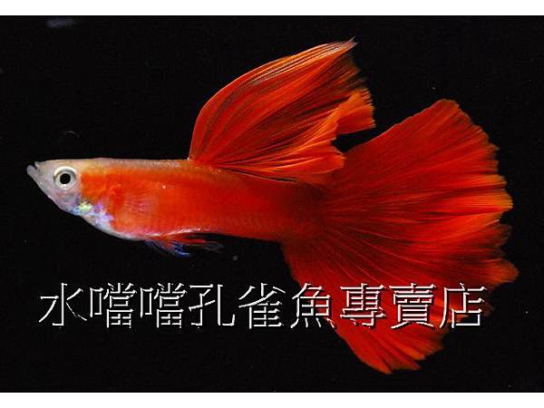 水噹噹孔雀魚專賣店003 水噹噹孔雀魚專賣店003