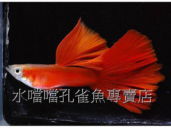 水噹噹孔雀魚專賣店002 水噹噹孔雀魚專賣店002