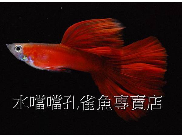 水噹噹孔雀魚專賣店004 水噹噹孔雀魚專賣店004