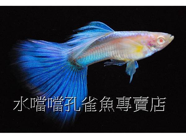 水噹噹孔雀魚專賣店001