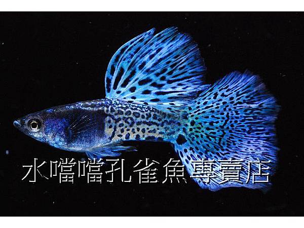 水噹噹孔雀魚專賣店005