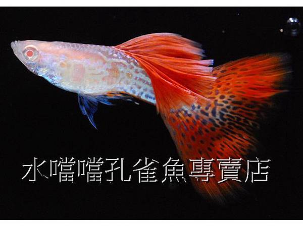 水噹噹孔雀魚專賣店001