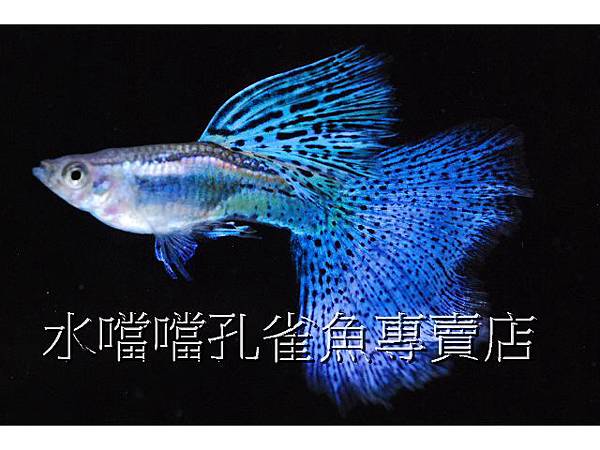 水噹噹孔雀魚專賣店005