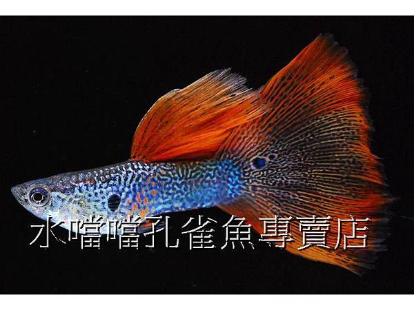 水噹噹孔雀魚專賣店001