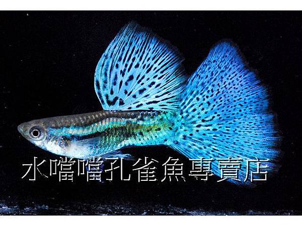 水噹噹孔雀魚專賣店005