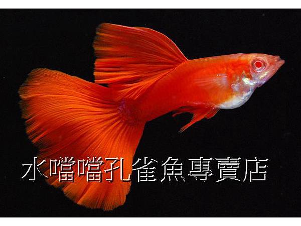 水噹噹孔雀魚專賣店001