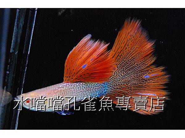 水噹噹孔雀魚專賣店001
