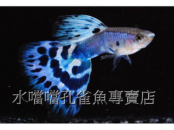 水噹噹孔雀魚專賣店001