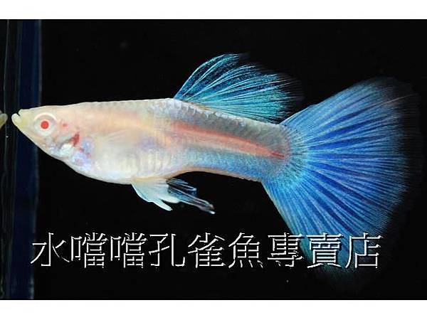 水噹噹孔雀魚專賣店001
