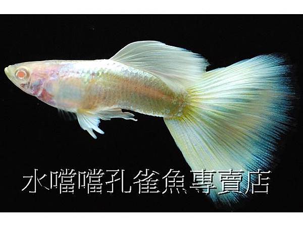 水噹噹孔雀魚專賣店003