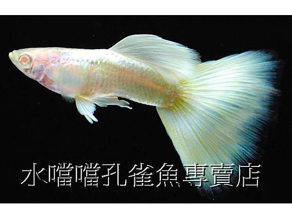 水噹噹孔雀魚專賣店004